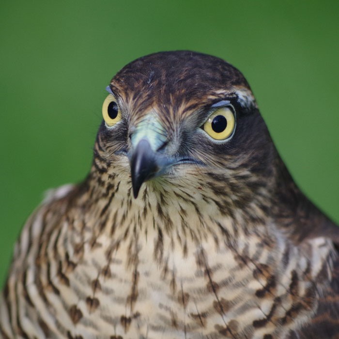 sparrow hawk diet