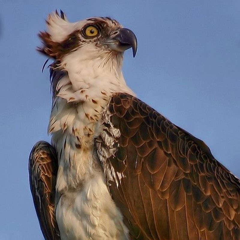 Bird of Prey Conservation in Wales
