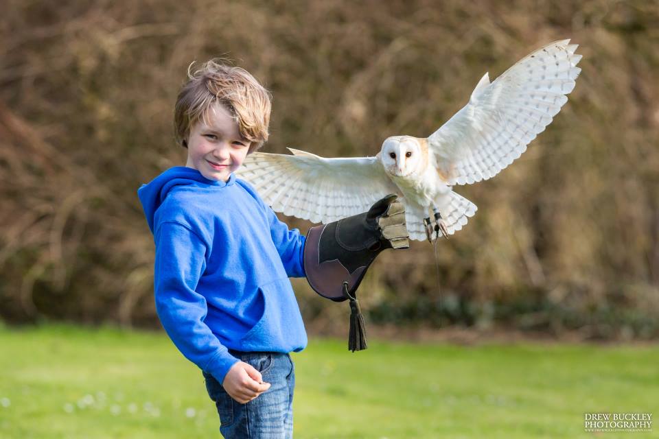 Boy with Barn Owl
